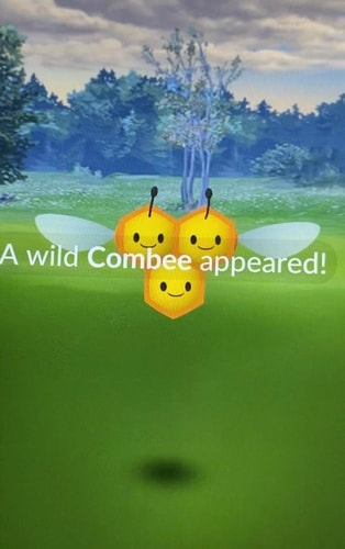 A wild Combee appeared in Pokémon GO